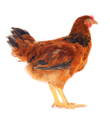 Brown hen isolated.