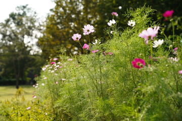 Pink cosmos and blue sky at park in Japan. Autumn flower.