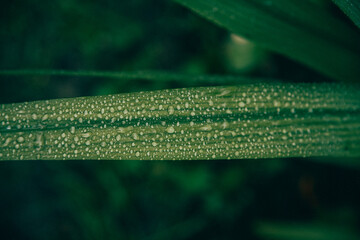 raindrops on a green leaf . green leaves oblong. texture of green grass. 