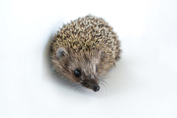 Cute wild hedgehog on white isolated background. Protection and domestication of forest spiny animals. Space for text. Copy space