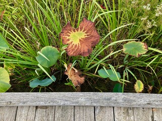 wetland lily pads in autumn