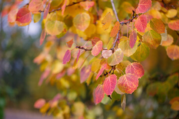 Multicolored autumn leaves on tree branches. Leaf fall, autumn season. Beauty of nature.