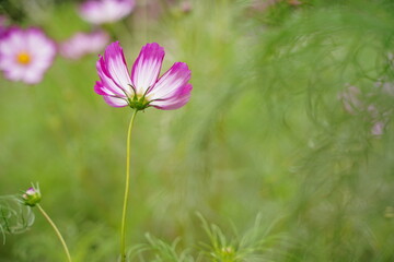 Pink cosmos and blue sky at park in Japan. Autumn flower.