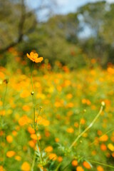 Cosmos sulphureus flowers are blooming at a park in Tokyo, Japan. Golden cosomos, yellow cosmos. Japanese name is 