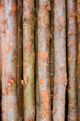 Fresh textured wood background