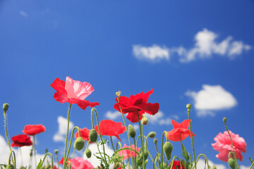 ポピー