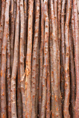 Fresh textured wood background