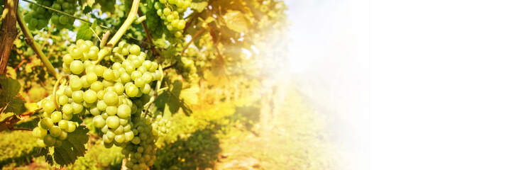 Close up of green grapes in a vineyard on white panoramic background