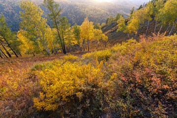 Fototapeta premium Autumn landscape in golden colors. Bright sunlight, yellow foliage, trees on the slopes of the mountain. Change of seasons, it's time to fall leaves. Beauty of nature.