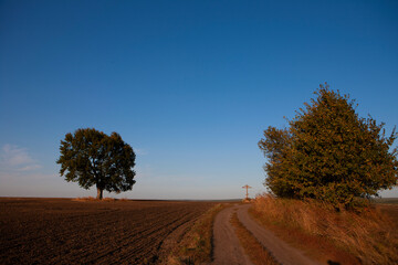 A lone large oak tree and a cross in the middle of an agricultural field.
