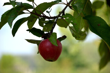 Jabłoń
