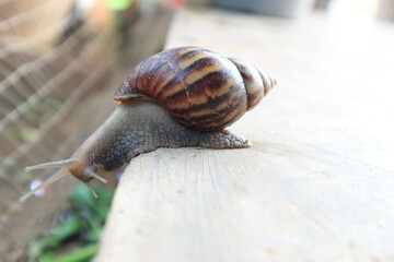 Snails walking on the cement floor, slow down.