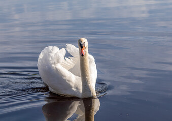 A male mute swan swims on a pond in southern Germany