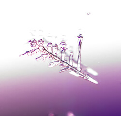 Snowflakes on a purple background with reflection.