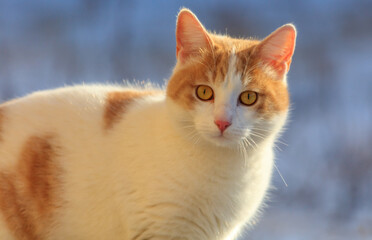 Portrait of a white cat with red spots