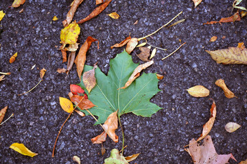 une feuilles d'érable sur le bitume à l'automne