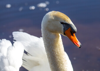 Fototapeta premium Close-up of a male mute swan in southern Germany