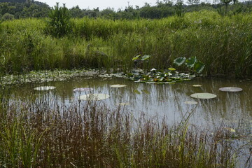Seocheon National Ecological Park Pond 서천 국립생태원 연못