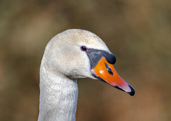 Close-up of a female mute swan in southern Germany