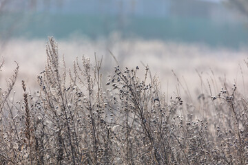 Frozen dry grass in the snow.