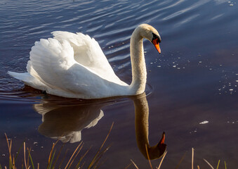 A male mute swan swims on a pond in southern Germany