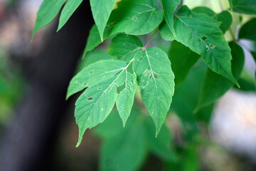 une feuille malade d'un arbre