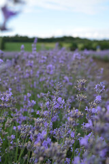 Lavender field