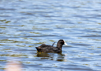 An Eurasian coot (Fulica atra) is swimming on small pond in southern Germany