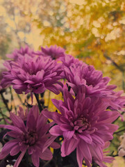 Obraz premium flowers in the garden