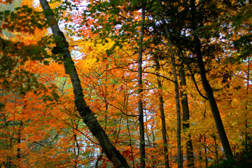 Une forêt en automne