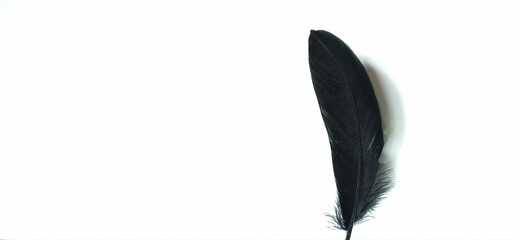 black feather on a white background