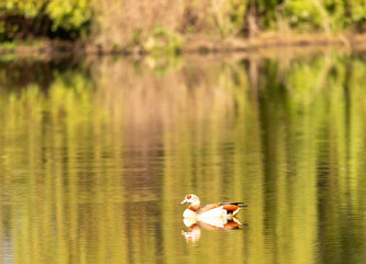 An Egyptian goose (Alopochen aegyptiaca) swims on a small pond in southern Germany