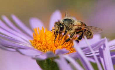 bee or honeybee in Latin Apis Mellifera on flower