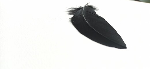 black feather on a white background