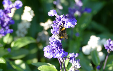 Black and yellow bee hanging on blue flower