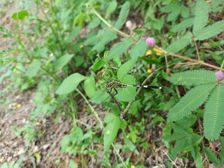 big dragonfly on treetop (insect)