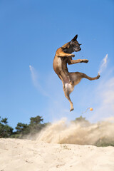Belgian sheepdog or Malinois dog playing catch with a ball outdoors in a dune area