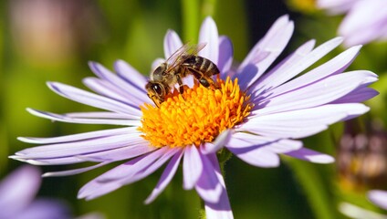 bee or honeybee in Latin Apis Mellifera on flower