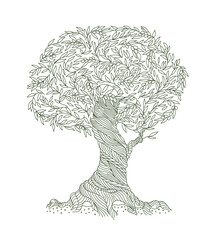 Olive Tree. Foliage. Olive-tree oil. Leaves line contour. Vector Illustration.