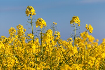 rapeseed canola or colza on blue sky background