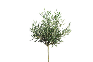  young olive tree on light background. Space for text