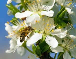 bee or honeybee on white plum tree flower