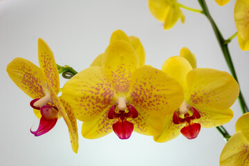 Orquídeas amarillas fondo blanco