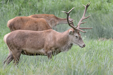 Naklejka na ściany i meble Red deer male and females at grazing (Cervus elaphus)