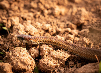 Red Bellied Snake on P.E.I Red Dirt