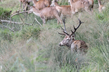 Red deer male follows the females (Cervus elaphus)