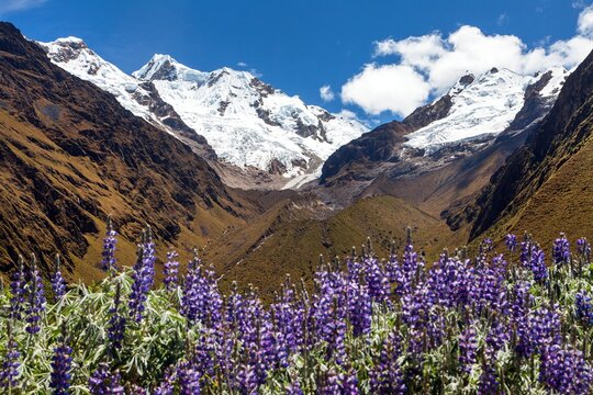 Mount Saksarayuq Lupinus flowers Andes mountains