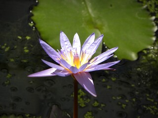 lotus8