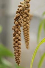 Close-up of foxtail millet, Setaria italica
