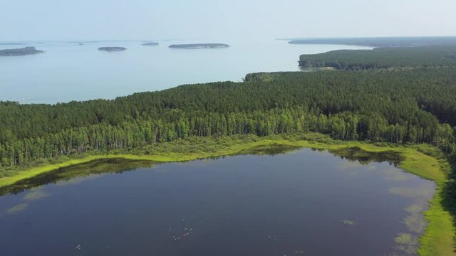 Aerial video of forest boggy lake in the Karakansky pine forest near the shore of the Ob reservoir.